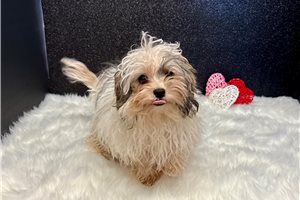 Knox - Havapoo for sale