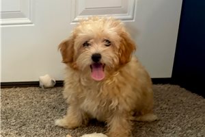 Thai - Havapoo for sale