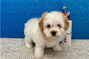 Tina - Havapoo for sale