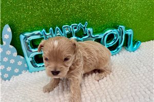 Beckett - puppy for sale