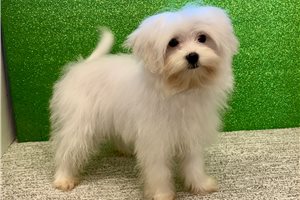 Ziggy - Maltese for sale