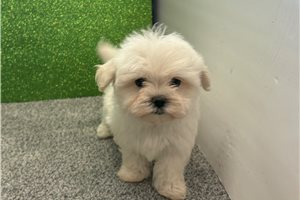 Lynx - Maltese for sale