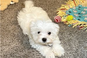 Leopold - Maltese for sale