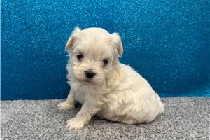 Lynx - Maltese for sale