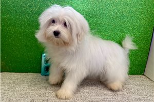 Ziggy - Maltese for sale