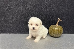 Zane - puppy for sale