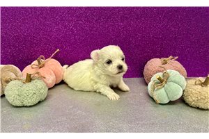 Zach - puppy for sale