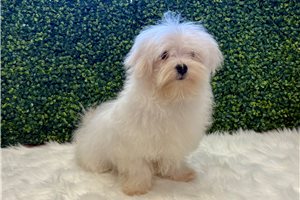 Kairo - Maltese for sale