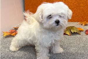 Lynx - Maltese for sale