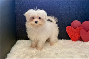 Ziggy - Maltese for sale