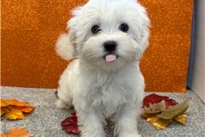 Loki - Maltese for sale