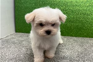 Leopold - Maltese for sale