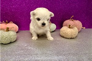 Kimberly - puppy for sale