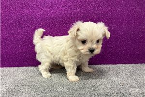 Lynx - Maltese for sale