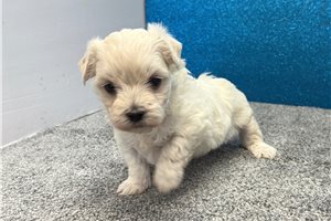 Loki - puppy for sale