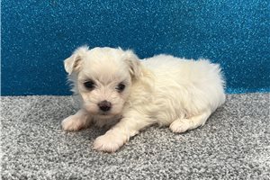 Leopold - puppy for sale