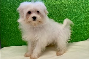 Ziggy - Maltese for sale