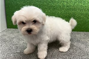 Loki - Maltese for sale
