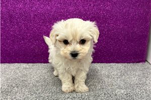 Loki - Maltese for sale