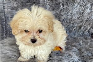 Bambi - Malti Poo - Maltipoo for sale