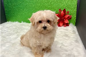Hope - Malti Poo - Maltipoo for sale