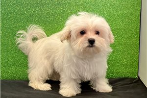 Eudora - puppy for sale