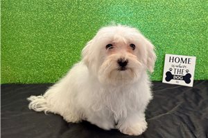 Ewan - Mixed/Other for sale