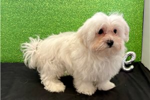 Ezekiel - Mixed/Other for sale