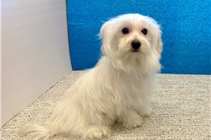 Ezra - Mixed/Other for sale