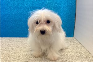 Ewan - Mixed/Other for sale