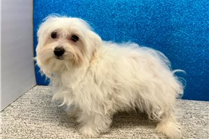 Ezekiel - Mixed/Other for sale