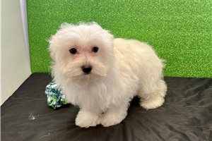 Ezra - Mixed/Other for sale