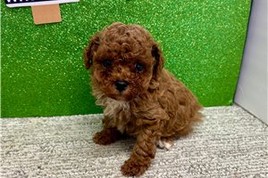 Virtue - Poodle, Toy for sale