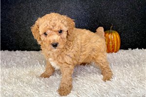 Finley - Toy Poodle for sale
