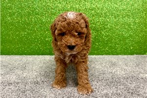 Knox - Poodle, Toy for sale