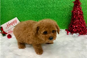 Vera - Poodle, Toy for sale
