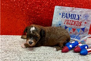 Trevor - Poodle, Toy for sale