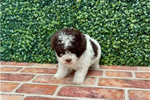 Athena - Toy Poodle for sale
