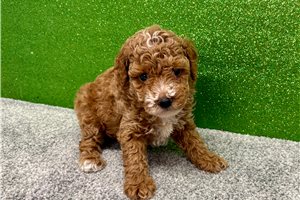 Kevin - Poodle, Toy for sale