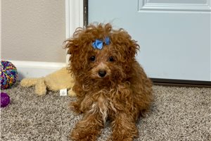 Virgil - Poodle, Toy for sale