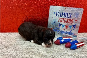 Todd - Poodle, Toy for sale