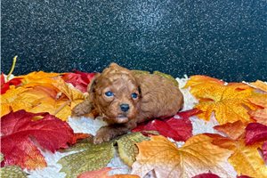 Isla - Toy Poodle for sale