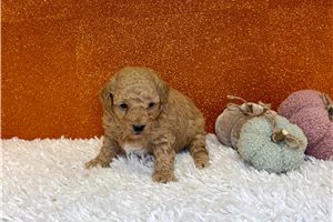 Finley - Toy Poodle for sale