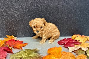 Tatum - puppy for sale