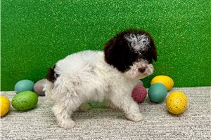 Athena - Poodle, Toy for sale