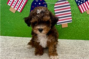 Trevor - Poodle, Toy for sale