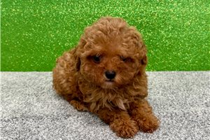 Virgil - Poodle, Toy for sale