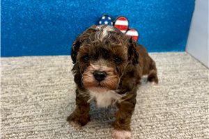 Trevor - Toy Poodle for sale