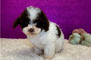 Brenda - Toy Poodle for sale