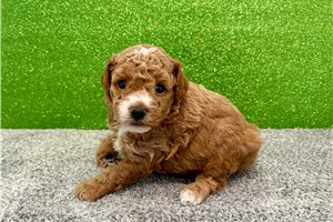 Kevin - puppy for sale
